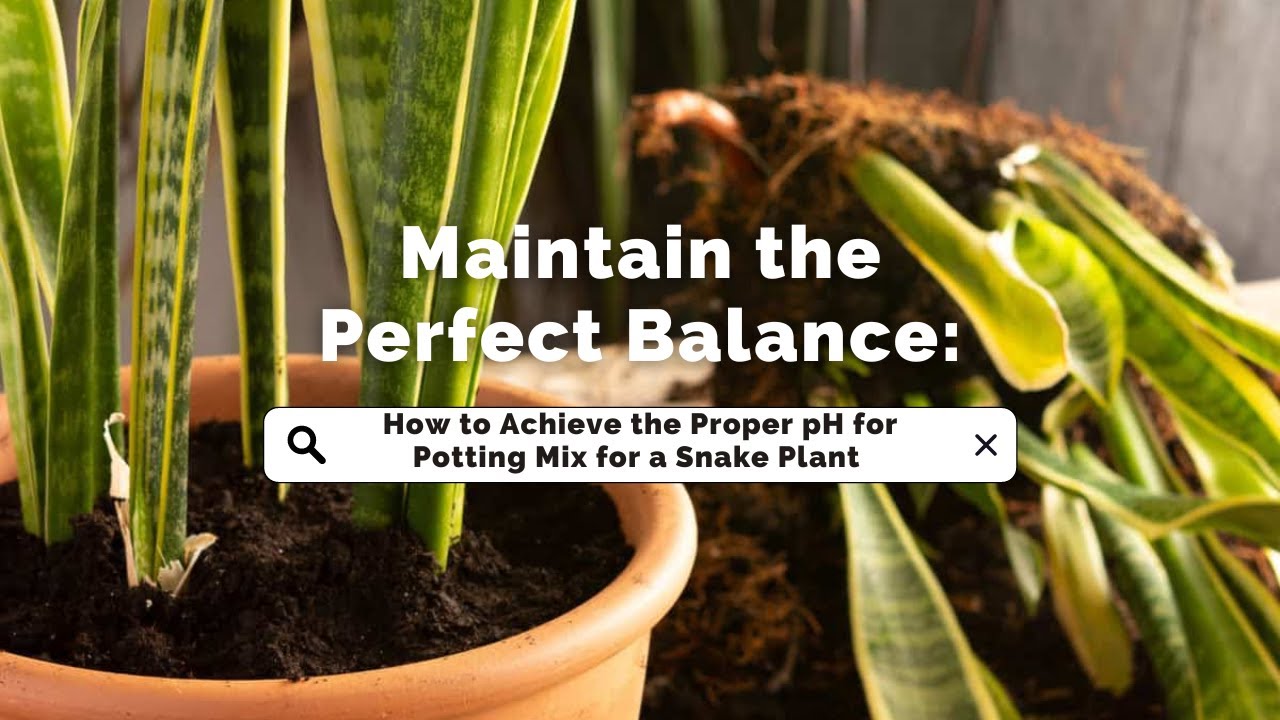 10 zz plant Big Plants Chicago main image 1