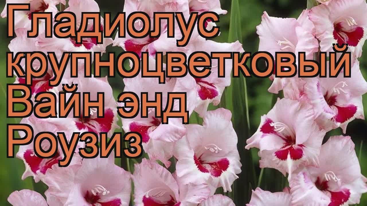 Гладиолус крупноцветковый Вайн энд Роузиз 🌿 обзор: как сажать, рассада ...
