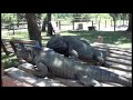 Down on Dunndee Farms S01 EP 05 Rhino Iguanas