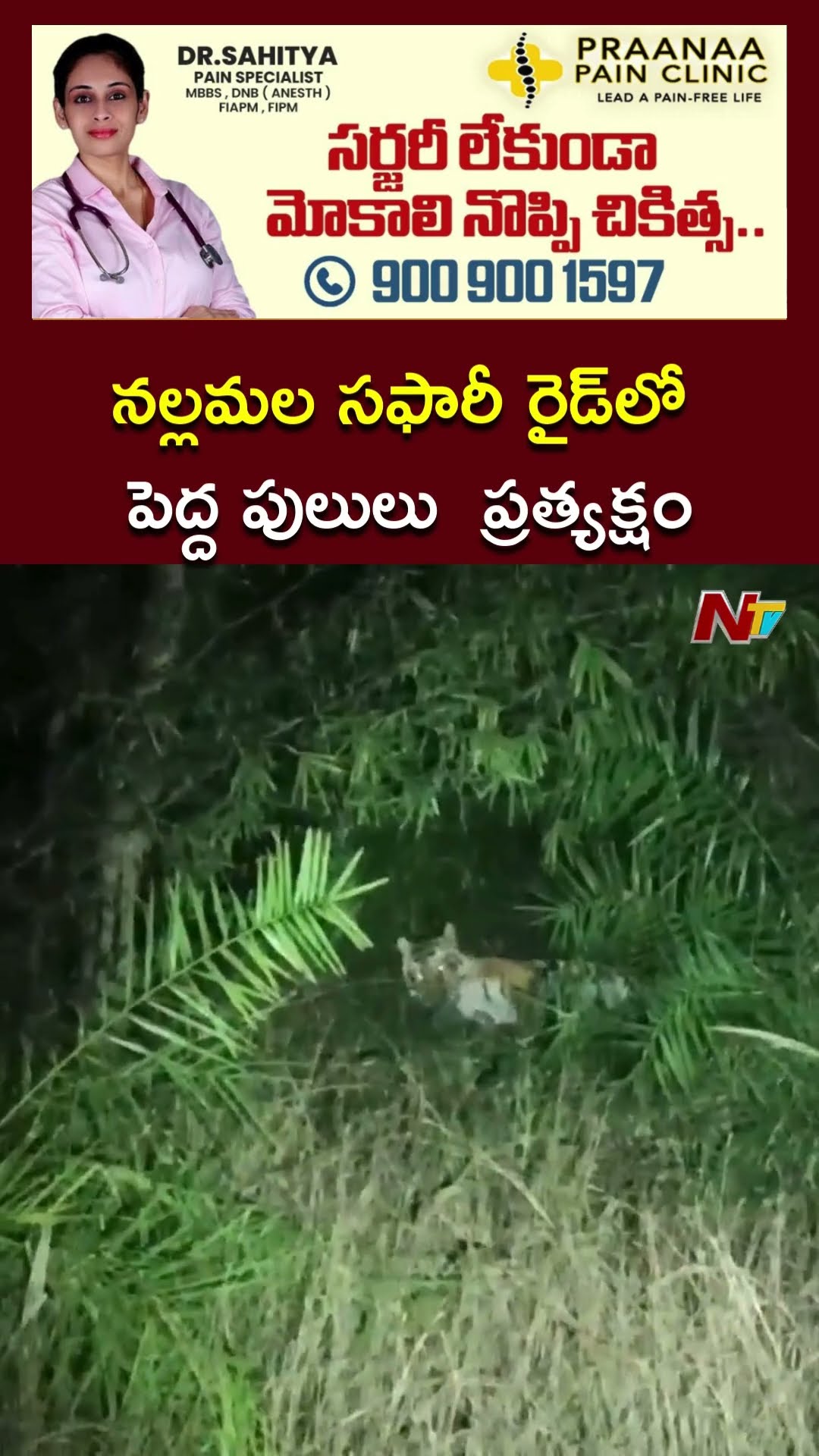 నల్లమల సఫారీ రైడ్⁬లో పెద్ద పులులు  ప్రత్యక్షం l Tiger l Nallamalla l NTV