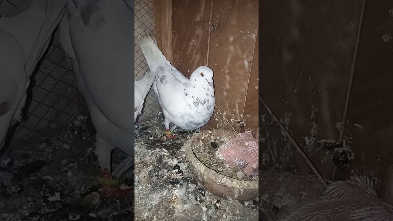 Achi uhran wala kabotro Kay bacha