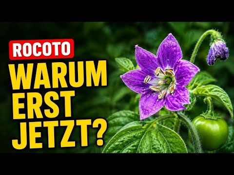 Rocoto-Chili im eigenen Garten