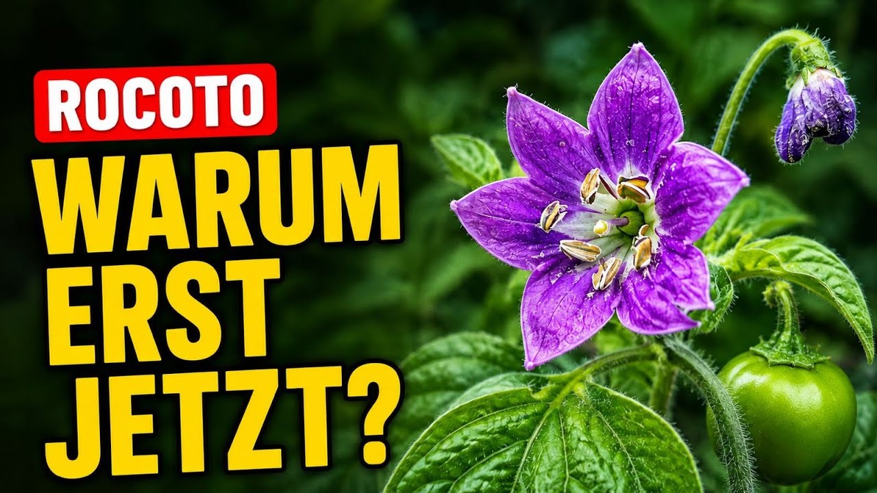 Rocotto Chili, hätte ich sie nur schon viel früher angebaut