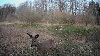 In a meadow, curious roedeer checks the trailcamera