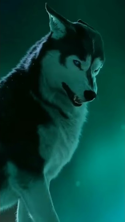 ZZXXX