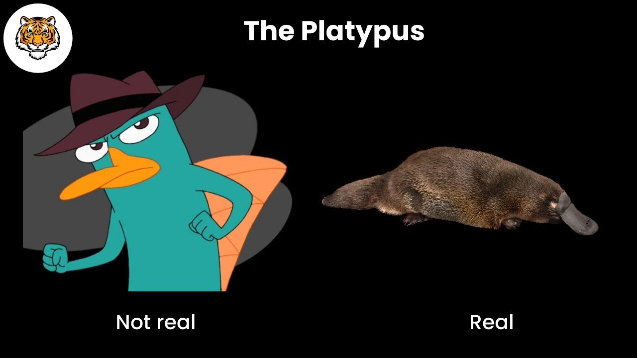 The Platypus - YouTube