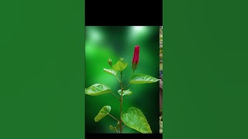 Dslr style photo editing #shorts #trending #photoshop #viral 🔥🌺🔥