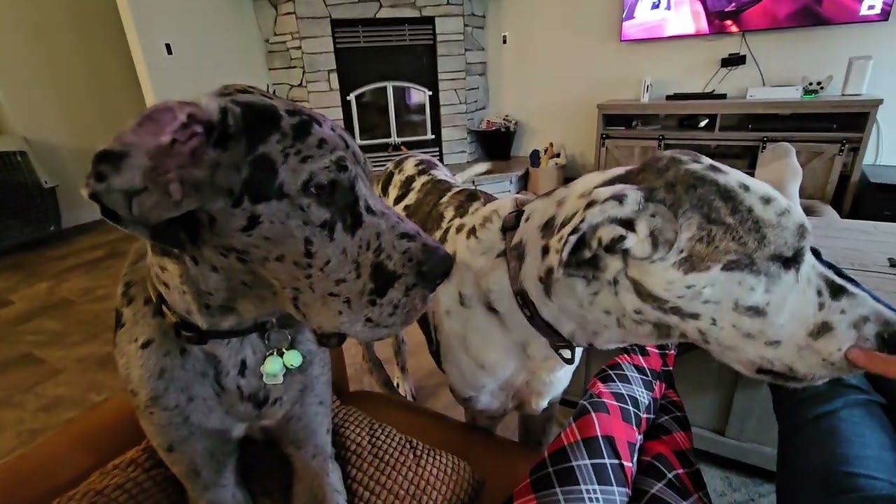 Датчане остаются датчанами!