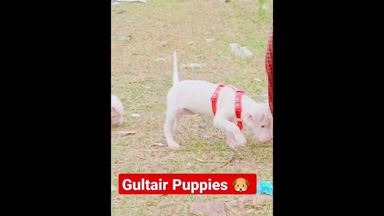 Kohati Gultair Pink Nose High Quality  Puppies 🔥