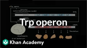 Trp operon
