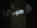 #fypシ゚viral #pets #cat #realcat
