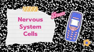Chapter 11.1 Functional Organization of Nervous Tissue: nervous tissue functions, divisions & cells