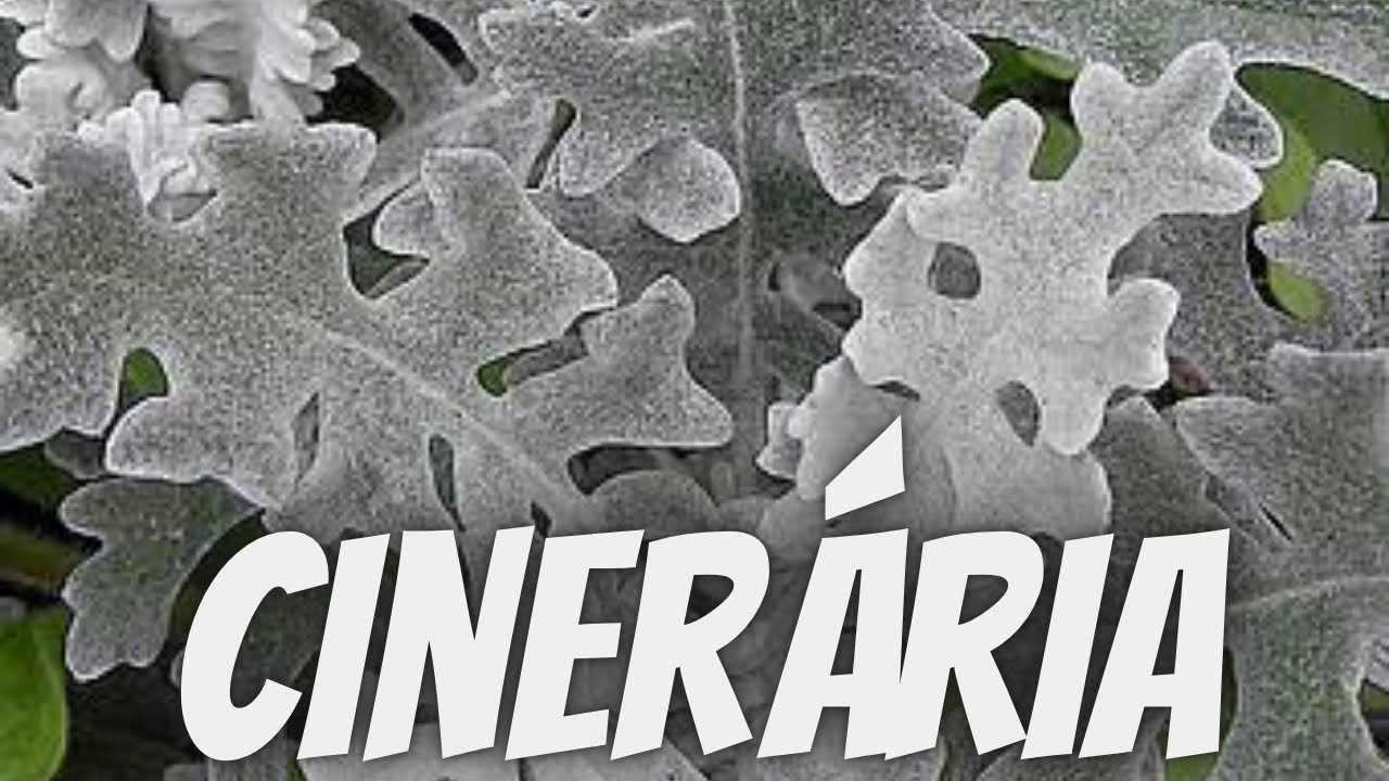 PLANTA CINERÁRIA: dicas de cultivo