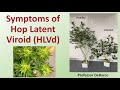 Symptoms of hop latent viroid hlvd