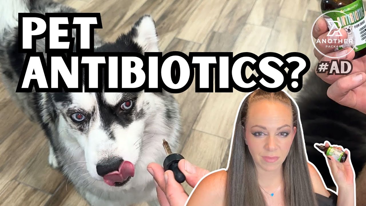 Ultimate Relief for Your Dog | SALUTEMPET Natural Antibiotics for Dogs