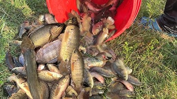 Thả lưới trên ruộng trúng toàn cá rô sau mùa gặt | KHOAI LANG THANG