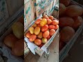 "سبزی منڈی میں آج ٹماٹر نے دل توڑ دیا 🥲02 Feb 2026" 🍅