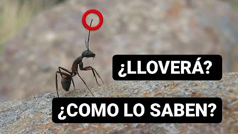 ¿Las hormigas desaparecen cuando llueve?