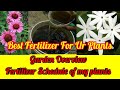 Sunday Update Garden Overview मेरे पौधों का Fertilizer Schedule Best Fertilizer For Plants