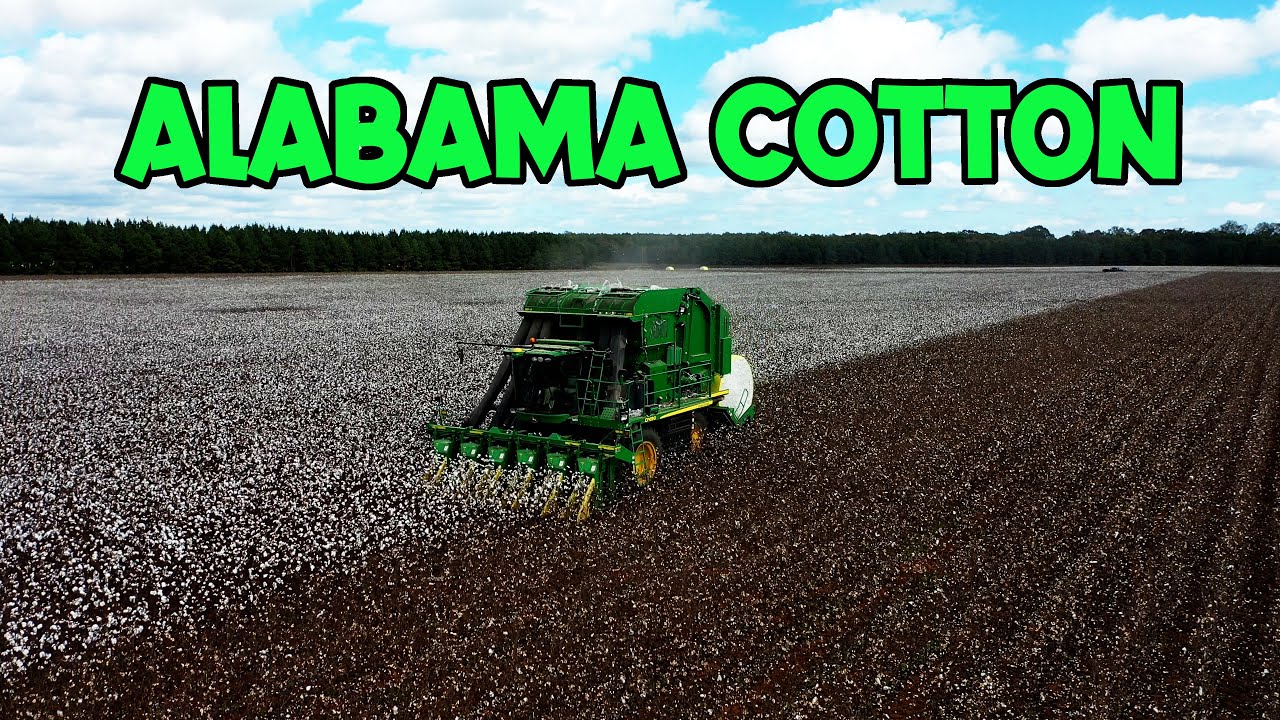 ALABAMA COTTON AND SOYBEAN HARVEST IN ONE DAY YouTube
