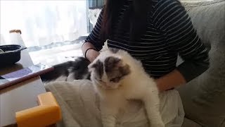 嫁にベッタリの白モフ＆すぐ咬む灰色