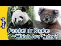 Adorable Animals | Pandas | Koalas | Which Are Cuter? | Meet the Animals | Little Fox