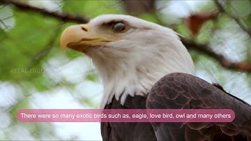 Contoh Personal Recount Text - Trip To The Zoo