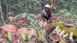 หมานสุดๆได้เก็บเห็ดผึ้งหวานผึ้งรวมออกใหม่ดอกงามๆที่ช่องสงำ อ.ภูสิงห์ จ.ศีรสะเกษ