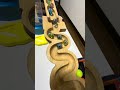 The Sounds of Wood and Marbles ASMR 🌟 The Relaxing Curve Course 🌟🌟 #5