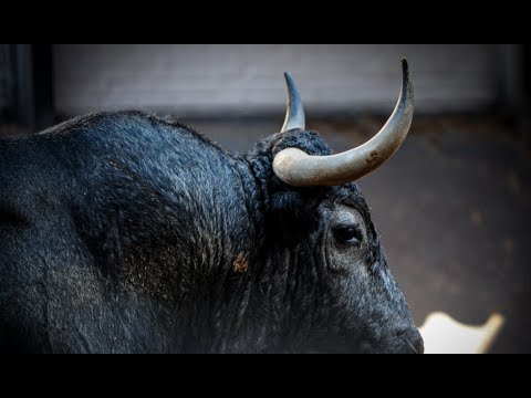SORTEO | Corrida de toros 26 septiembre, Victorino