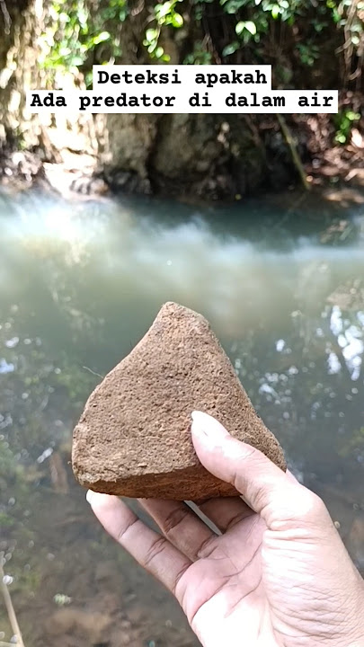 TERNYATA ADA BUAYA DI PERAIRAN TENANG SEPERTI INI, #buaya #buayabesar #buayadarat #anakbuaya