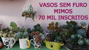 Como cuidar de suculentas no vaso sem furo?