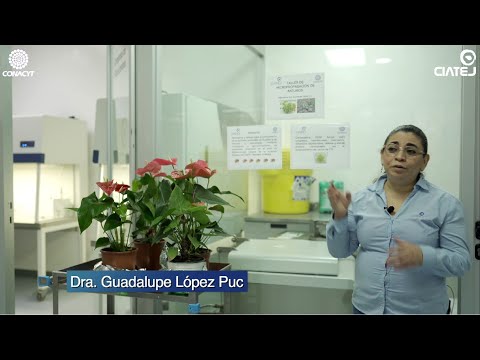 Video: Propagación de plantas Ajuga: aprenda sobre la propagación de Ajuga