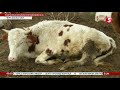 Пасуться в снігу і живуть в сараї без вікон: мешканець Черкащини знущається над худобою