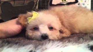 Gorgeous, hypoallergenic babygirl SHIHPOO!