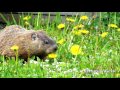 Groundhog likes Dandelions