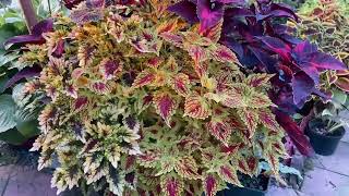 видео: МОЙ КОЛЕУСОВЫЙ РАЙ 2023 картинка: МОЙ КОЛЕУСОВЫЙ РАЙ 2023