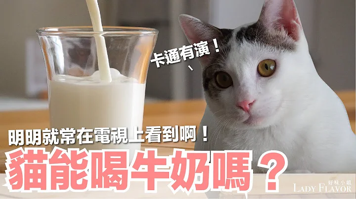 最常被誤導！貓能喝牛奶嗎？【好味貓知識】EP13 - 天天要聞