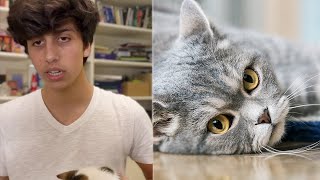 Como Fazer Seu Gato Parar De Miar