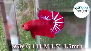 Sgw-111 Hellboy Star Tail Plakat Male Betta