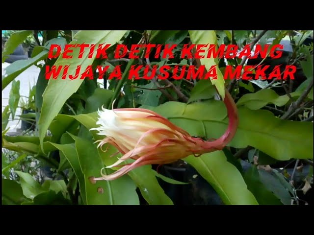 Detik-detik Kembang Wijaya Kusuma Mekar bersama mbah manu class=
