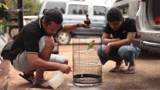 Hobi Burung - Profil Happard Bird Club - Mata Dewa