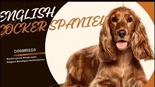 The Ultimate Guide to English Cocker Spaniel’s