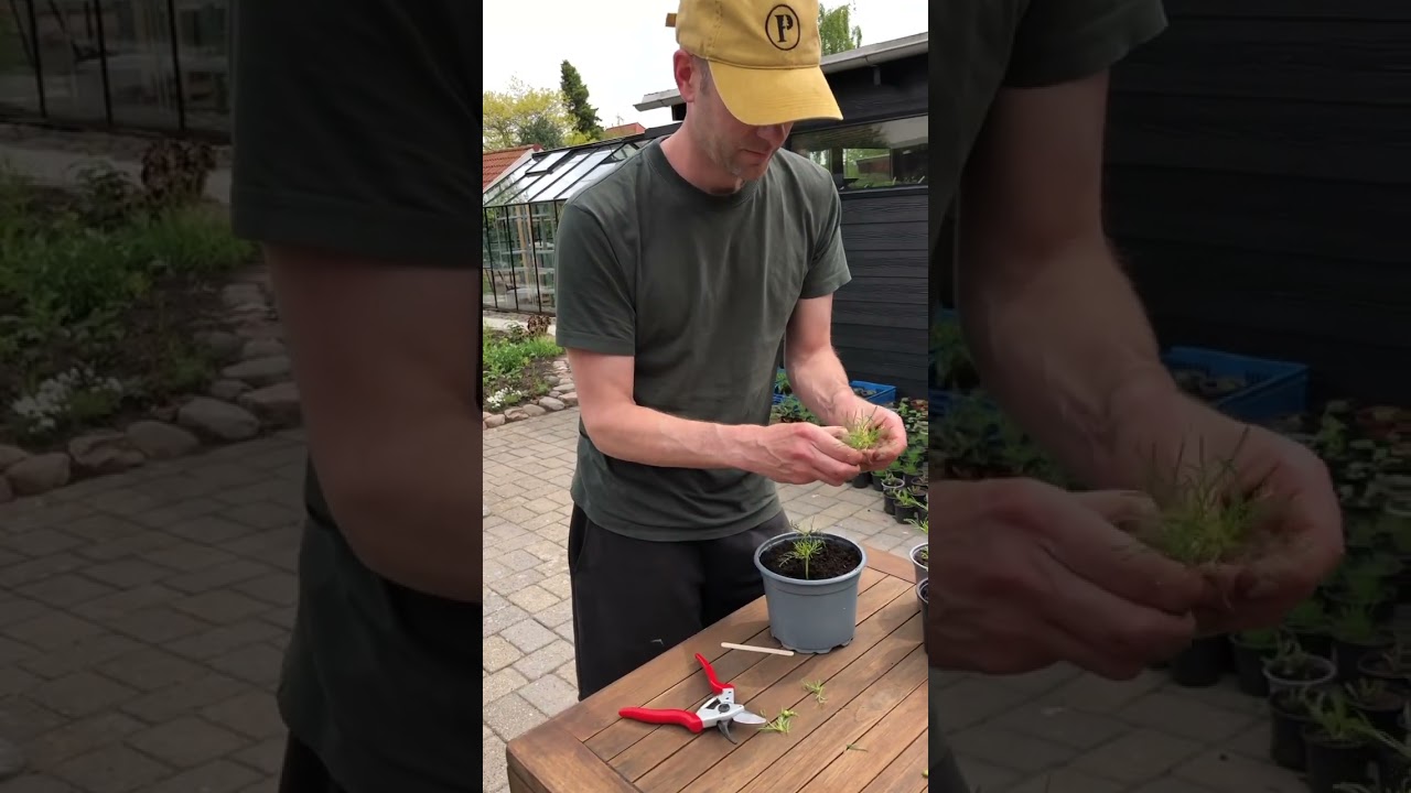 How to pinch Cosmos for more flowers. #cosmos #cosmosflower #gardenshorts #gardeningtips #pinching