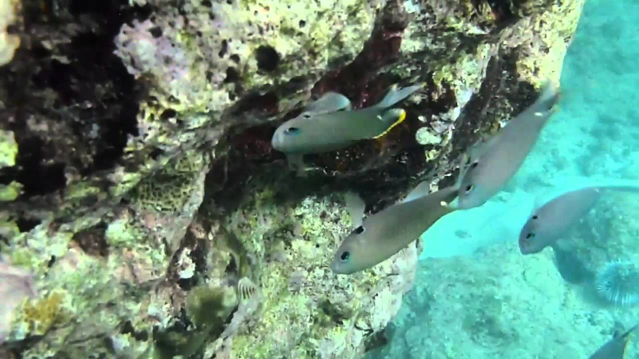 Stelchi bobo, Chromis multilineata.