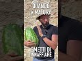 ANGURIA: ecco quando è matura
