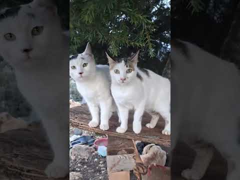 Yağmurla beraber gelen fırtına kedi evini kullanılamaz hale getirdi