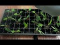 How to Make Clones from a Cannabis Plant