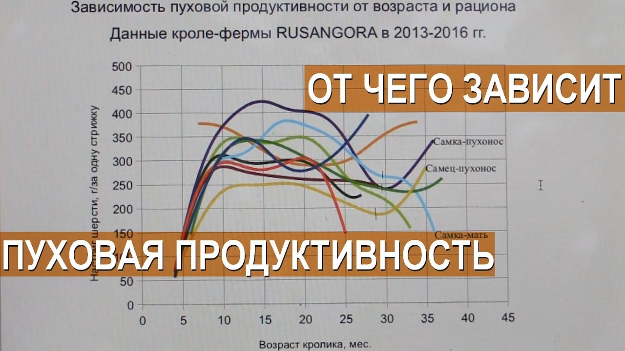 Курсовая Работа Лечение Абсцессов У Кроликов 4 Буквы