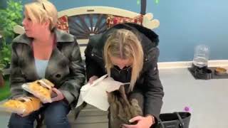 A Cat Cafe opens in Cuyahoga Falls